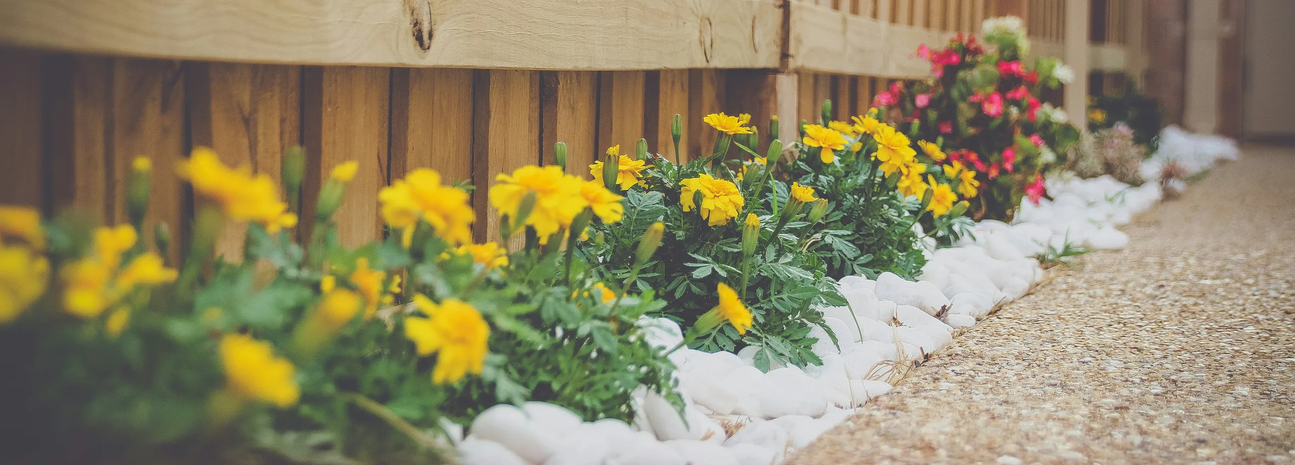 Gula blommor i trädgård bredvid staket.
